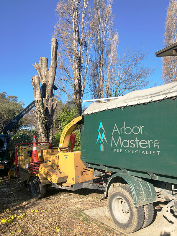 Tree Removal and Tree Felling Christchurch - Arbor Master
