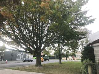 Arbor-Master-Christchruch-Tree-Thinning-