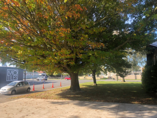 Christchruch-Tree-Thinning