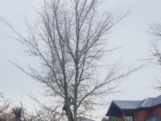 Arbor Master crowne reduction