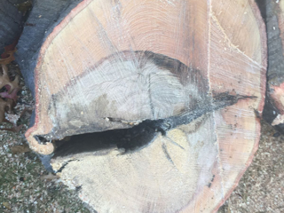 Split down tree