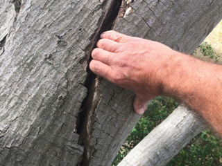 Crack in tree