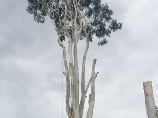 Large branch trimming