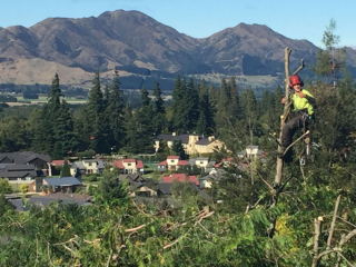 At the tip of a tree