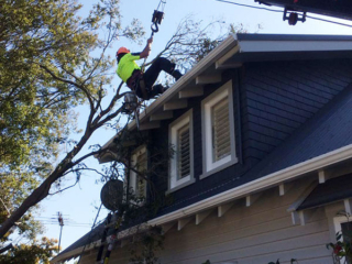 Removing a fallen tree
