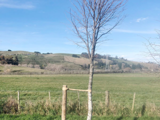 Christchurch - Tree Planting