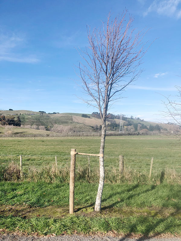 Arborist Christchurch