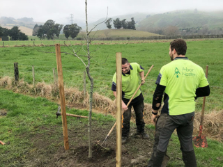Workers planting trees