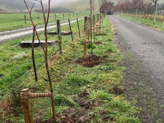 New trees planted