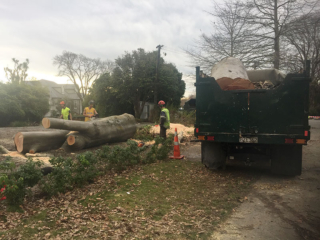 Christchurch Tree Removal
