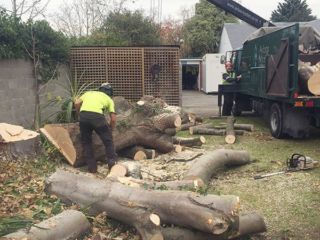 Cutting up tree trunk