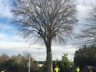 Workers Removing large tree