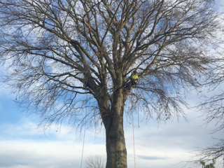 Large Tree Removal arbor master