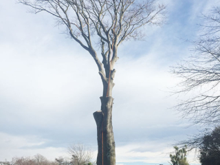 Large Tree Removal