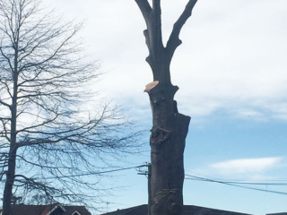Tree Removal arbor master