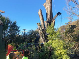 Arbor Master Tree Removal
