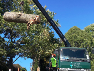 Arborist Christchurch