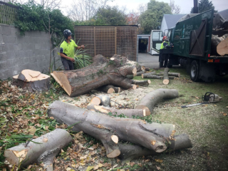 Arborist Christchurch