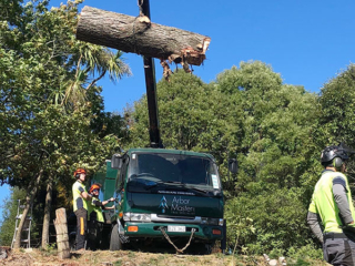 Moving tree trunk for cutting