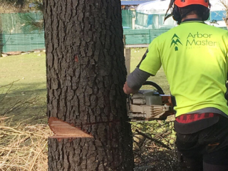 Chainsaw cutting through trunk
