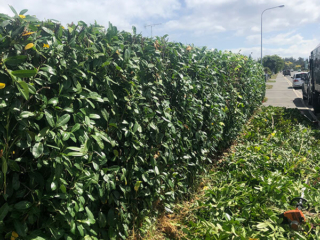 Tree and hedge Trimming