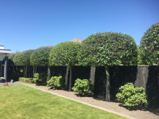 Tree shaping rounded