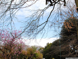 Arbor Master worker up in tree