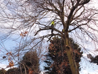 Working in a tree