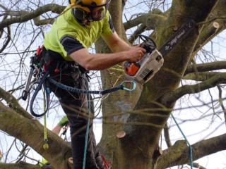 trimming excess branches