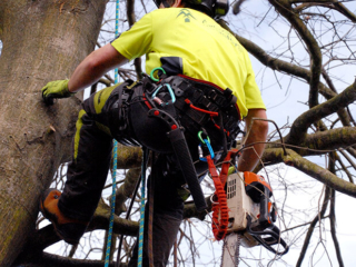 Arborist up in tree