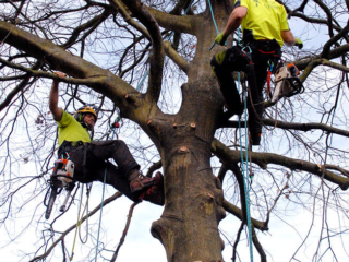 Aborists working on a tree