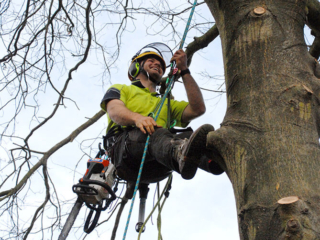 Arborist Christchurch