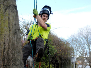 Arborist descending