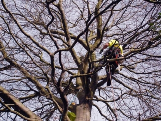Large tree branch management