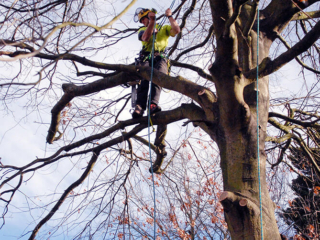 Working on a large tree