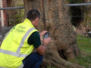 Taking photos for tree management