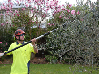 small tree trimming